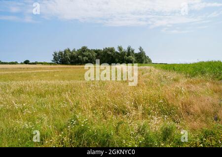 Une étroite bande de prairie de fleurs sauvages, séparant deux champs de cultures en maturation, mène à un petit taillis dans la campagne du Norfolk Banque D'Images