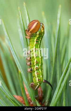 La chenille ou la larve du faucon-moth (Sphinx pinastri) sur le pin écossais en septembre, au Royaume-Uni Banque D'Images