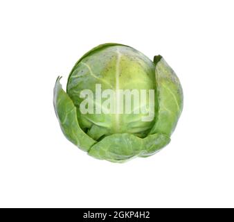 Bruxelles Sprout - Brassica oleracea var. Gemmifera Banque D'Images