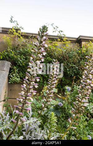 Acanthus spinosus grande plante herbacée vivace plante en fleurs dans un jardin. Banque D'Images