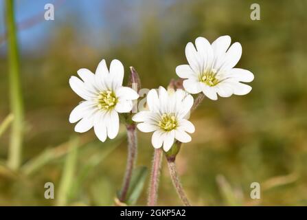 Domaine de l'oreille de souris - Cerastium arvense Banque D'Images