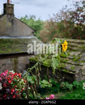 Tournesol fatigué ayant donné son meilleur pendant l'été Banque D'Images