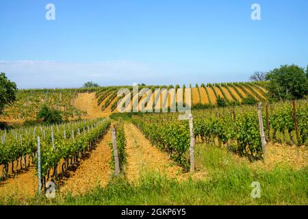 Paysage rural au printemps à Monferrato près de Gavi, province d'Alessandria, Piémont, Italie, site classé au patrimoine mondial de l'UNESCO. Banque D'Images