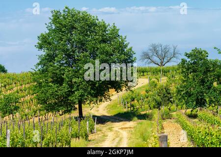 Paysage rural au printemps à Monferrato près de Gavi, province d'Alessandria, Piémont, Italie, site classé au patrimoine mondial de l'UNESCO. Banque D'Images