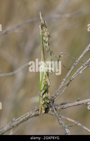 Gros plan vertical sur la mante conehead, Empusa pennata Banque D'Images