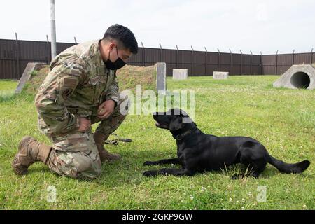 Sergent d'état-major Miguel Guajardo, 374e Escadron des forces de sécurité, maître-chien de travail militaire, s'agenouille près de Splash, 374e SFS MWD, à la base aérienne de Yokota, Japon, le 11 juin 2021. Avec l'acquisition de Splash et d'un autre MWD, le 374e SFS est passé d'une pénurie de main-d'œuvre d'un an pour les MWDs à un excédent. Banque D'Images