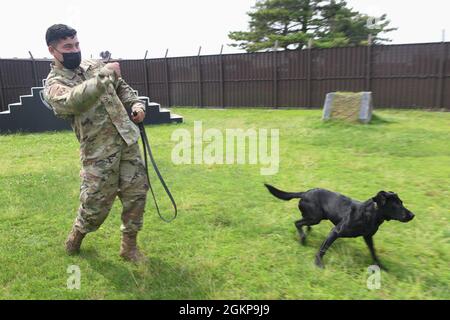 Sergent d'état-major Miguel Guajardo, maître-chien militaire du 374e Escadron des forces de sécurité, lance une balle de tennis pour Splash, 374e SFS MWD, à la base aérienne de Yokota, Japon, le 11 juin 2021. Splash est l'un des deux nouveaux récupérateurs noirs du Labrador, le 374e SFS acquis du corps des Marines. Banque D'Images