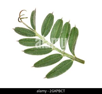 Vesce commune - Vicia sativa Banque D'Images
