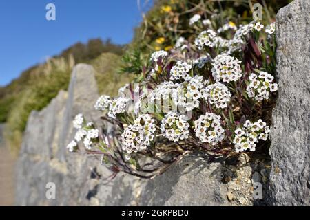 Vivace Candytuft - Iberis sempervirens Banque D'Images