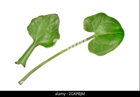 Herbe à scorbut commun - Cochlearia officinalis Banque D'Images