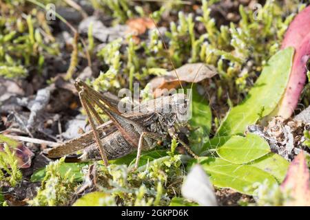 Westliche Beißschrecke, Westliche Beissschrecke, Weibchen, Platycleis albopunctata albopunctata, Platycleis albopunctata, Platycleis denticulata, gris Banque D'Images