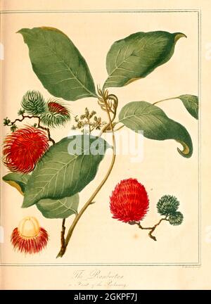 Rambootan (Rambutan Nephelium lapaceum) ou Poolasang un arbre tropical de taille moyenne de la famille des Sapindaceae. Le nom fait également référence aux fruits comestibles produits par cet arbre. Le ramboutan est originaire de l'Asie du Sud-est.[1] il est étroitement lié à plusieurs autres fruits tropicaux comestibles, dont le litchi, le longane, le pulasan et le mamoncillo. Du livre Un voyage à Cochinchina, dans les années 1792 et 1793. À laquelle est annexé un compte rendu d'un voyage effectué dans les années 1801 et 1802, à la résidence du chef de la nation de la marihuana par Sir John Barrow, 1764-1848 publié à Londres en 1806 par T. CAD Banque D'Images