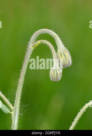 Barbe de faucon - Crepis foetida Banque D'Images
