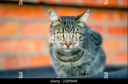 Chat assis sur le toit Banque D'Images