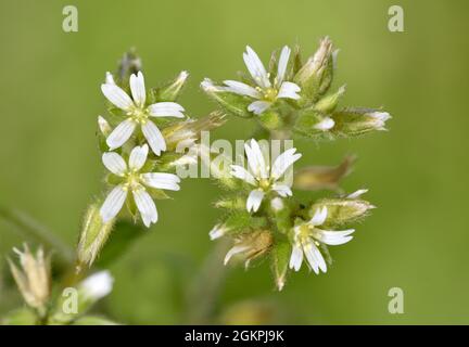 Oreille de souris collante - Cerastium glomeratum Banque D'Images