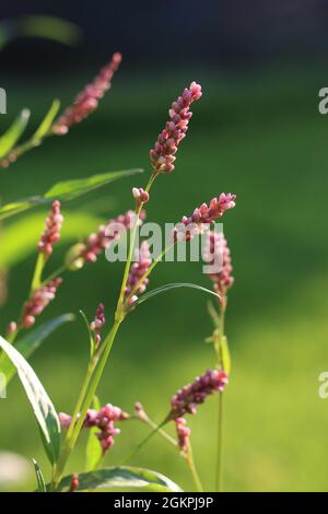 Les jolies fleurs roses de la mauvaise herbe invasive Persicaria maculosa syn. Polygonum persicaria. Également connu sous le nom de queue rouge ou pouce de dame, à l'extérieur dans une nat Banque D'Images