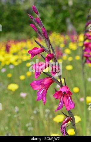Gladiolus de l'est - Gladiolus communis Banque D'Images