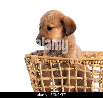 faites dorer votre chiot dans un panier isolé Banque D'Images