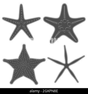 Ensemble d'images graphiques en noir et blanc des étoiles de mer. Objets vectoriels isolés sur fond blanc. Illustration de Vecteur