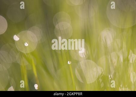 Gros plan de l'herbe avec un bokeh doux Banque D'Images