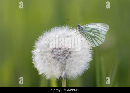 Gros plan d'un blanc à veiné foncé [Pieris bryoniae] Banque D'Images