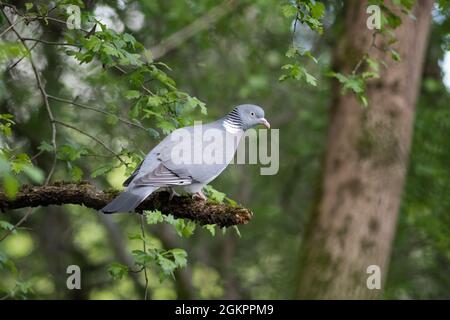 Pigeon [palombus de Columba] Banque D'Images