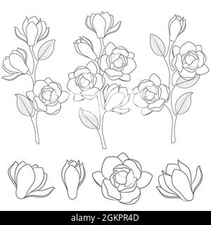 Jeu d'illustrations en noir et blanc avec branches de magnolia à fleurs. Objets vectoriels isolés sur fond blanc. Illustration de Vecteur