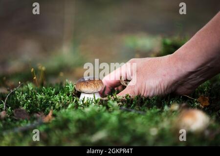 Cueillette de champignons dans les bois Banque D'Images