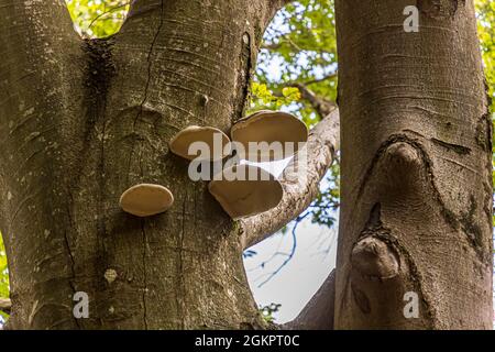 Sur le chemin avec le guide de randonnée Luca Goldhorn dans le site classé au patrimoine mondial de l'UNESCO de la vallée de Maggia.Les champignons ne nuisent pas aux hêtres.Vous pouvez même vous y tenir, Circolo della Maggia, Suisse Banque D'Images