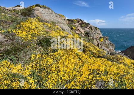 Broom prostrate - Cytisus scoparius ssp. Maritimus Banque D'Images