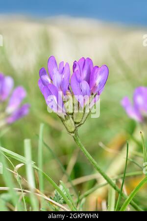 Lait violet - Astragalus danicus Banque D'Images