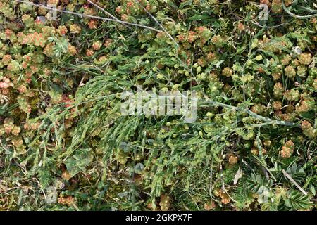 Asperges sauvages - asperges prostratus Banque D'Images