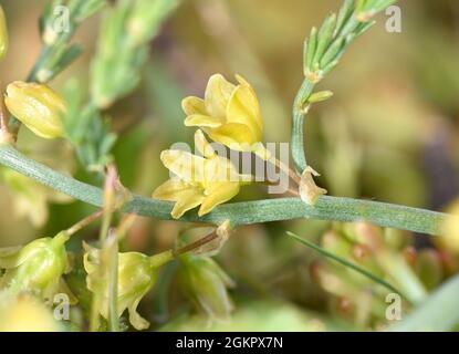 Asperges sauvages - asperges prostratus Banque D'Images