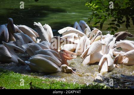 GUWAHATI, 15 septembre 2021 (Xinhua) -- les pélicans pêchent du poisson dans un étang dans un zoo de la ville de Guwahati, dans l'État d'Assam, au nord-est de l'Inde, le 15 septembre 2021. (STR/Xinhua) Banque D'Images