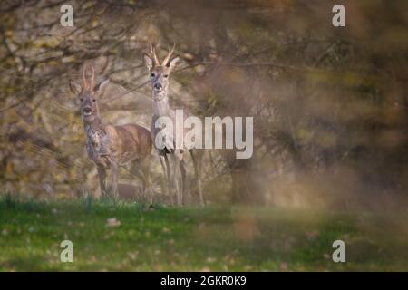 Gros plan d'un cerf de Virginie [Capranolus capranolus] Banque D'Images