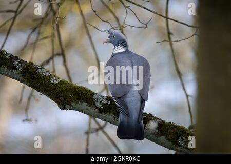 Pigeon [palombus de Columba] Banque D'Images