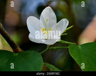 Gros plan d'une fleur de Bauhinia blanche en fleurs Banque D'Images