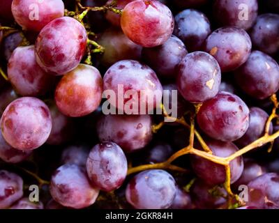 Vin rouge raisins fond d'une agriculture Banque D'Images