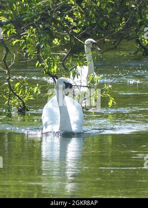 Une paire de cygnes muets nom latin Cygnus Oland Banque D'Images