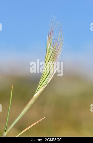 Dune Fescue - Vulpia fasciculata Banque D'Images