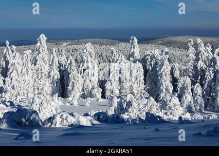 Montagne Hornisgrinde en hiver, Forêt Noire, Bade-Wurtemberg, Allemagne, Europe Banque D'Images