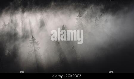 Brouillard dense couvrant les arbres de la forêt à l'aube, Italie, Europe Banque D'Images