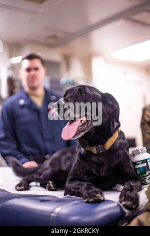 Le chien de travail militaire maritime américain Eddie, avec la 31e unité expéditionnaire maritime (MEU), pose pour une photo lors d'une classe de premiers secours K-9 à bord du navire d'atterrissage amphibie USS Germantown (LSD 42) à Sasebo, Japon, le 19 juin 2021. L'entraînement a été mené pour présenter l'occasion pour les marins de côté vert et bleu d'être équipés avec les connaissances sur la façon de traiter un militaire K-9. Le 31e MEU opère à bord de navires du America Amphiobie Ready Group dans la zone d'opérations de la 7e flotte afin d'améliorer l'interopérabilité avec les alliés et les partenaires et de servir de force de réaction prête à défendre le pe Banque D'Images