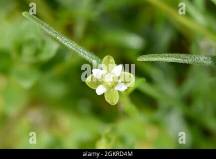 Sea Pearlwort - Sagina maritima Banque D'Images