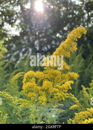 Plan vertical de fleurs jaunes dans le champ Banque D'Images