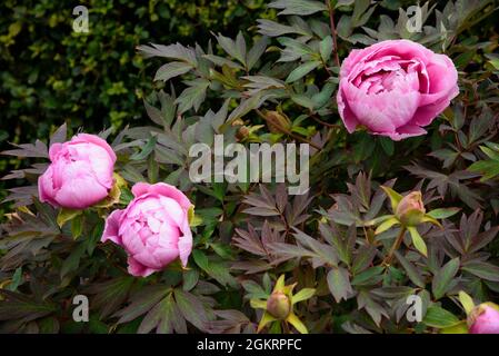 Belle pivoine rose en gros plan fleuri dans le jardin Banque D'Images