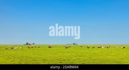 Image panoramique des vaches laitières dans la province néerlandaise de Friesland en été Banque D'Images