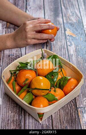 Les mains de la femme cueillant des mandarines d'un panier complet pour les peler sur une table en bois Banque D'Images