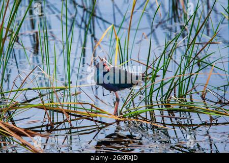 Un robinet d'eau ou un marécage marchant sur des plantes flottantes dans la zone humide. Parc national Sam Roi Yot, site Ramsar en Thaïlande. Banque D'Images