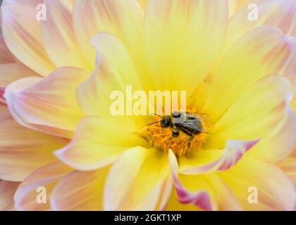 Gros plan d'une abeille à la recherche de nectar sur la tête de fleur d'une dahlia. Banque D'Images